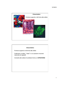 12/18/16 1 Citoscheletro Fornisce supporto e dà forma alla cellula