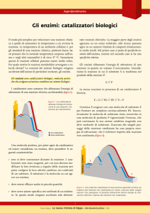 Gli enzimi: catalizzatori biologici