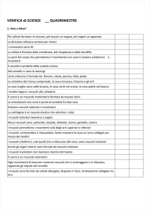 Verifica Muscoli e scheletro