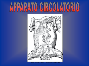 apparato circolatorio I(INTRODUZIONE) File - Progetto e