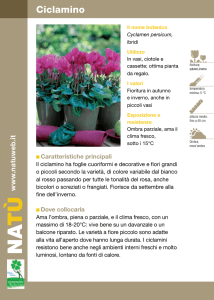 Ciclamino