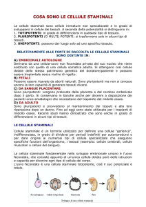 Breve guida sulle cellule staminali