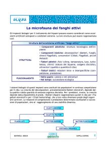 acqua_microfauna fanghi attivi