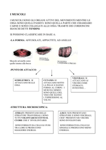 i muscoli