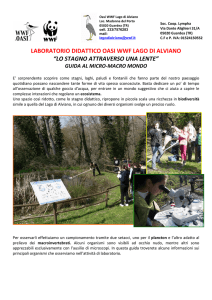 lo stagno attraverso una lente