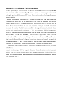 Infezione da virus dell`epatite C ed epatocarcinoma
