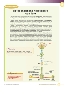La fecondazione nelle piante con fiore