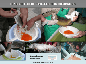 Specie ittiche allevate: Modalità di approvvigionamento dei