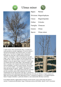 Ulmus minor