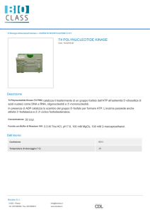 Stampa PDF