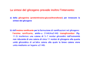 La sintesi del glicogeno prevede inoltre l`intervento: a) della