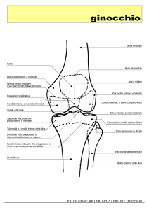 Ginocchio - Area Radiologica
