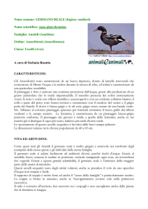 GERMANO REALE - l`agriturismo Il Poggiolo