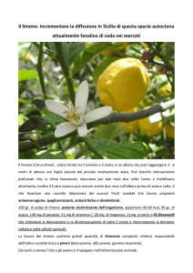 Il limone: incrementare la diffusione in Sicilia di questa specie