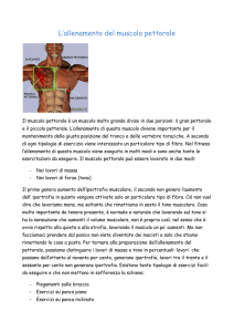 L`allenamento del muscolo pettorale