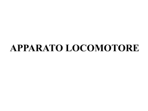 apparato locomotore