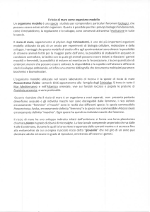 Il riccio di mare come organismo modello
