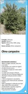 Scheda olmo campestre