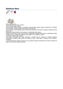 Sambuco Nero - Comune di Vigone