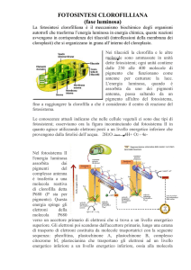 FOTOSINTESI CLOROFILLIANA (fase luminosa)