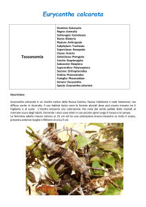 Eurycantha calcarata