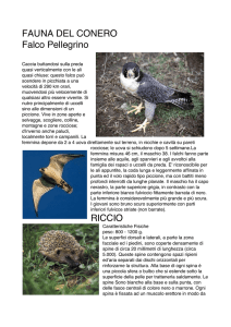 Fauna del Conero