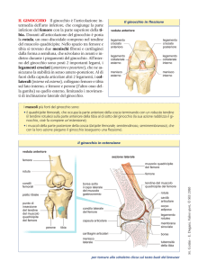 IL GINOCCHIO Il ginocchio è l`articolazione in