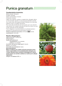 Punica granatum