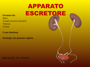 APPARATO ESCRETORE