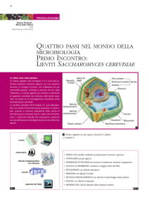 quattro passi nel mondo della microbiologia primo incontro