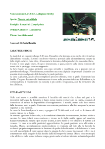 Nome comune: LUCCIOLA (Inglese: firefly) Specie: Phausis