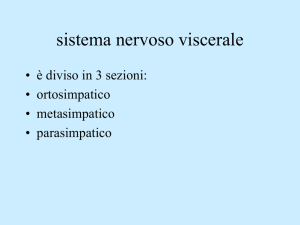 sistema nervoso viscerale