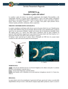 Opuscolo epitrix spp - Agricoltura