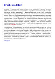 Bruchi predatori