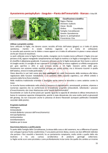 Gynostemma pentaphyllum - OldPassionPlant Coltivazione piante di