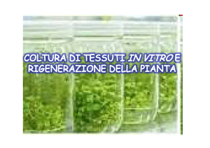 lezione 4 rigenerazione e micropropagazione
