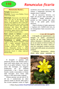 Ranunculus ficaria - Piante spontanee in cucina