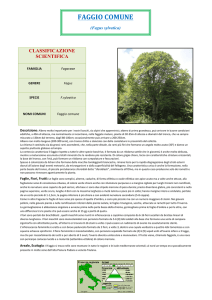 Scarica la versione pdf
