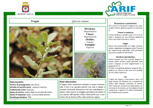 Scarica il file in PDF