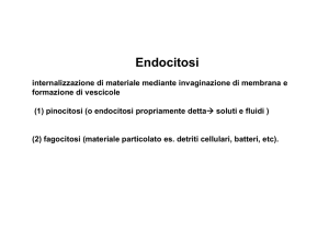 Endo-esocitosi traffico vescicolare