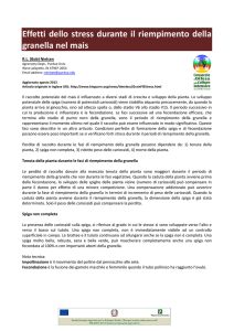 Effetti dello stress durante il riempimento della granella nel mais