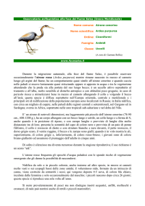 airone rosso - Osservatorio avifaunistico alla foce del fiume Salso