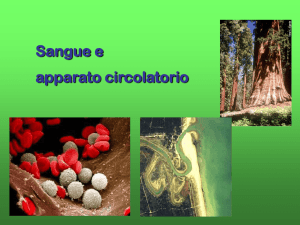 Sangue e apparato circolatorio