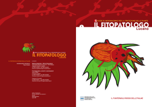 punteruolo rosso delle palme