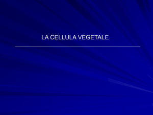 Lezione 6