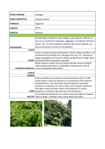 SCHEDA BOTANICA castagno