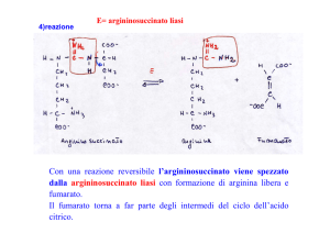 Con una reazione reversibile l`argininosuccinato viene spezzato
