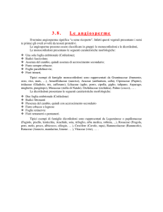 Formato stampabile