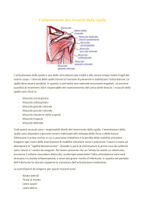L`allenamento dei muscoli della spalla