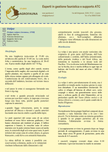 vai alla scheda